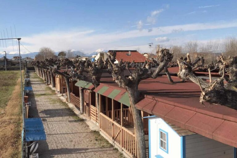 CAMPEGGIO NINO 1 768x512