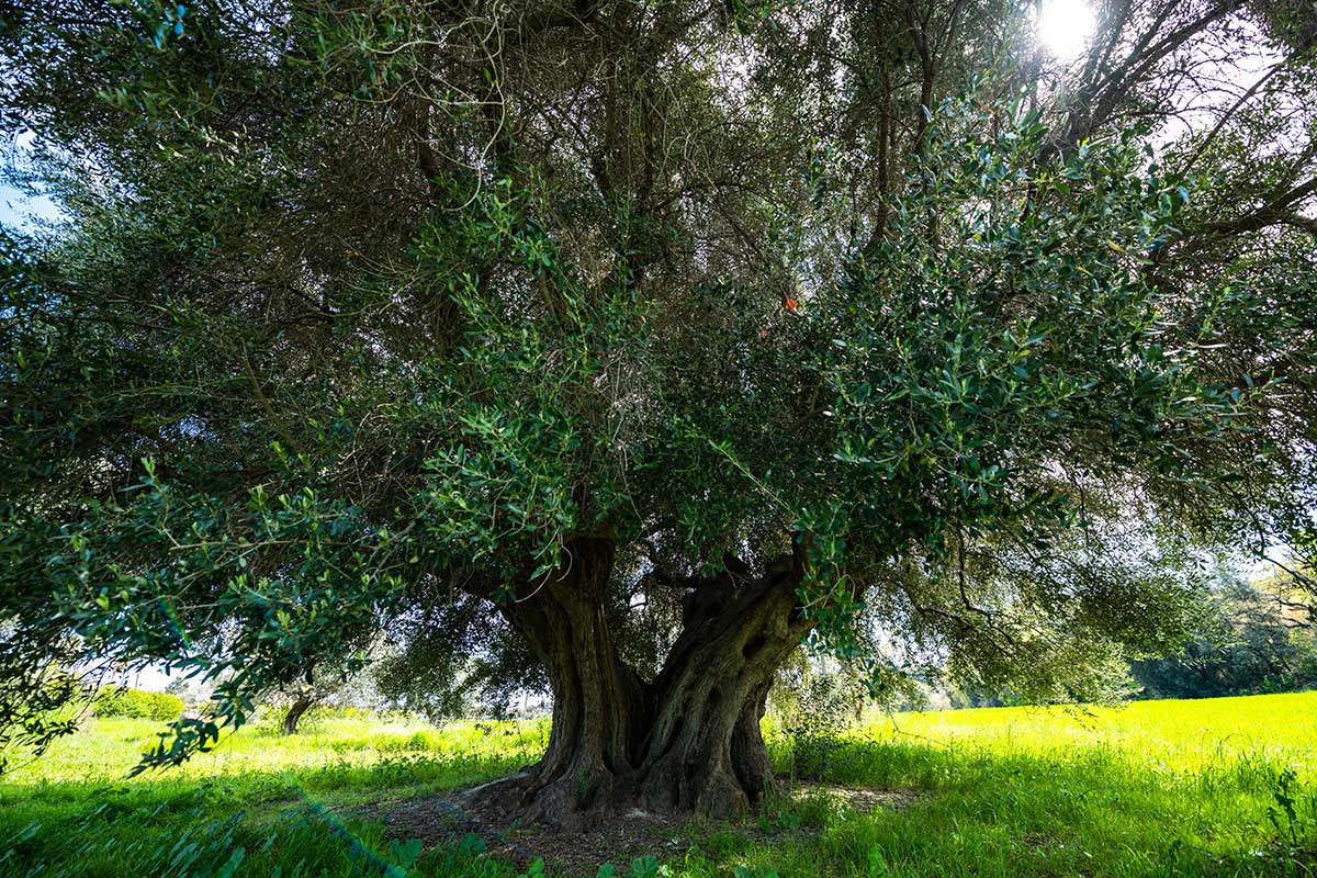ULIVO SECOLARE 1