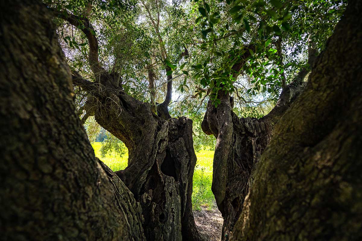 ULIVO SECOLARE 2