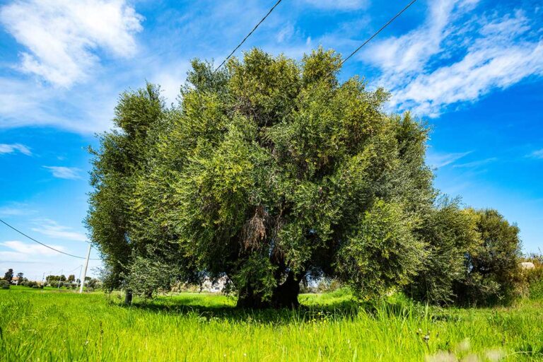 ULIVO SECOLARE 768x512