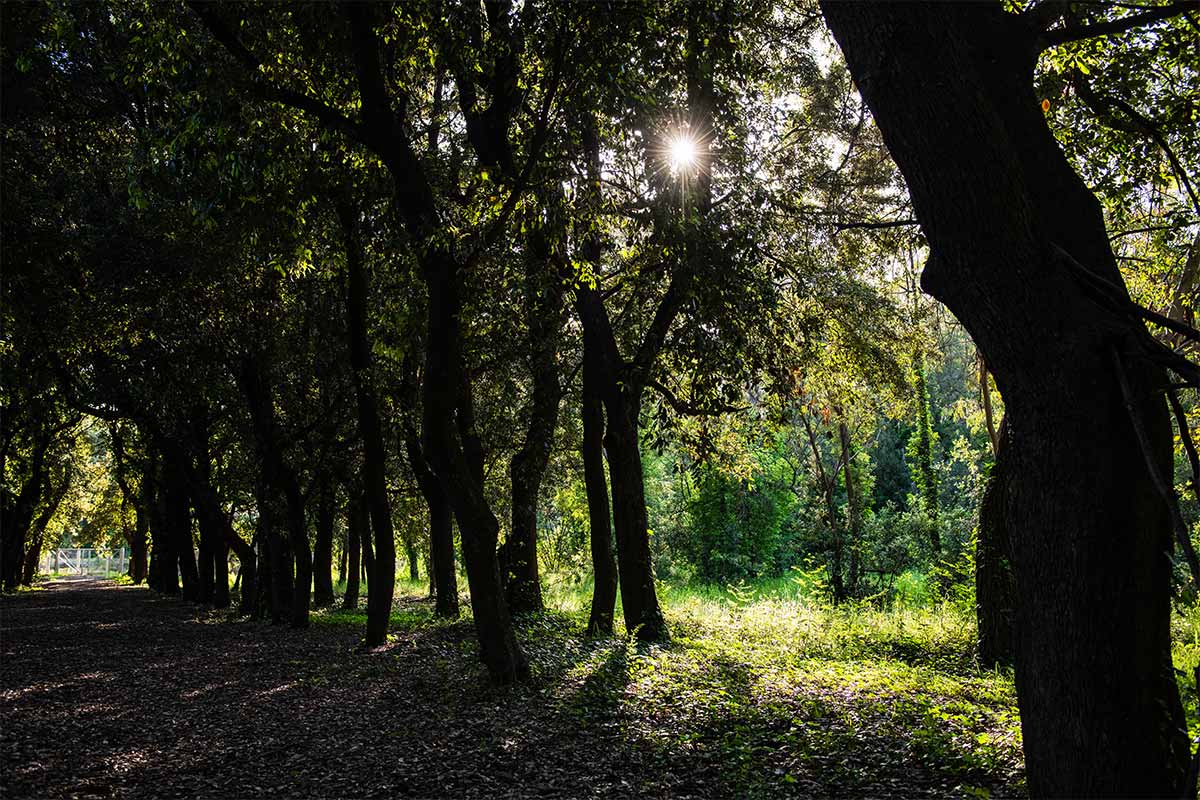 pineta mazzarosa 2 1