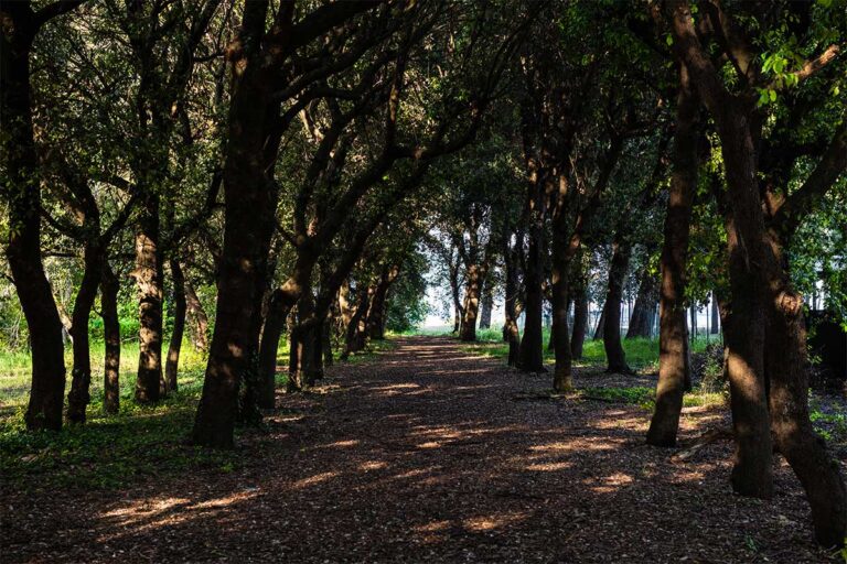 pineta mazzarosa 2 768x512