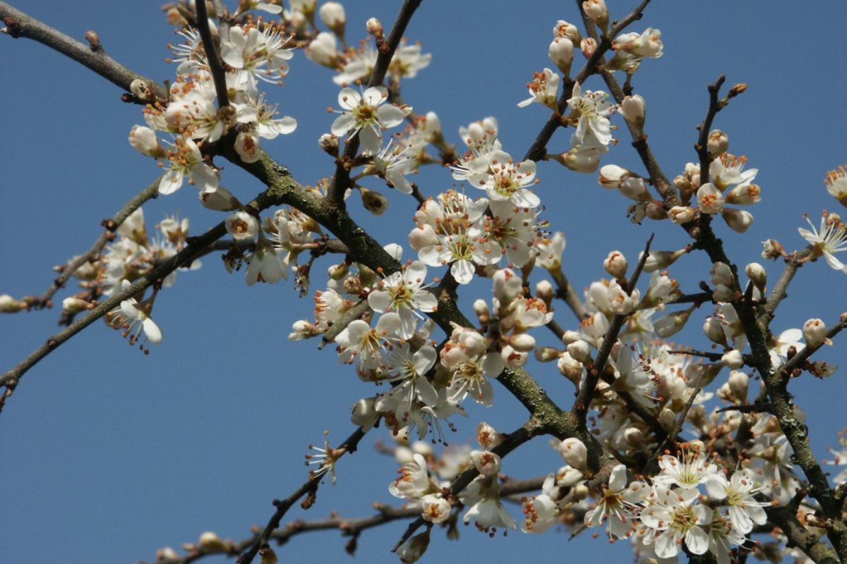 riserva borsacchio roseto 2 1